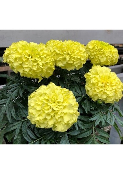 Sarı Bodur Iri Kadife Çiçeği F1 Tohumu (20 Tohum) modelleri