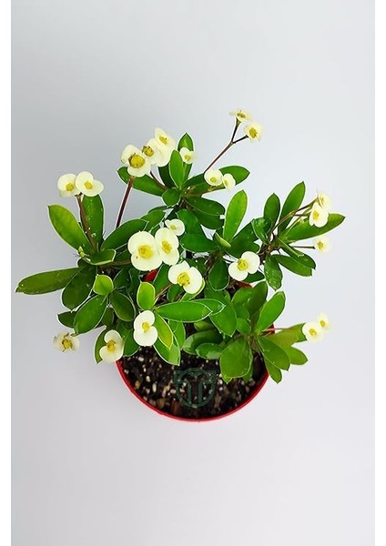 Dikenler Tacı Büyük Boy Euphorbia Milii Nadir Bulunan Spiral Dikenli 12 cm Kırmızı Saksıda fırsatları