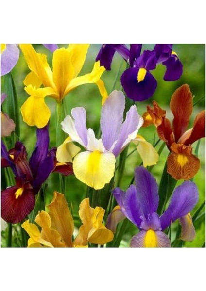Golden Beauty Iris Süsen Karışık Renkli Soğanı 20 Adet
