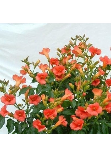 Acem Borusu (Campsis Radicans) Sarmaşık Fidanı 50-60 cm