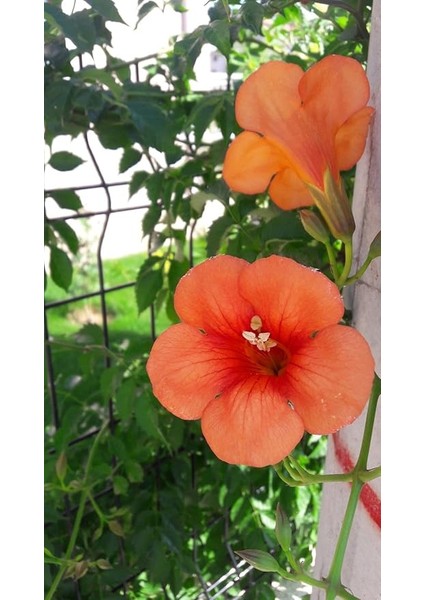 Acem Borusu (Campsis Radicans) Sarmaşık Fidanı 50-60 cm fiyatları