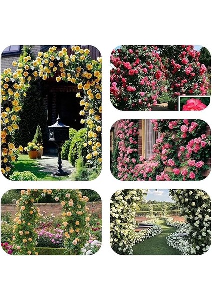 Tohum Yediveren Kokulu Karışık Sarmaşık Gül (10 Adet) fiyatları