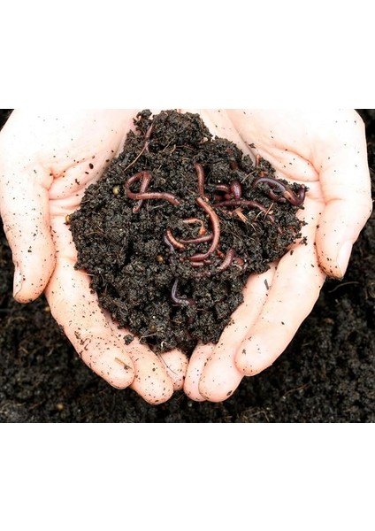 Kaliforniya SOLUCANI(100 Adet SOLUCAN+200GR Fermente Yem+2litre Plastik Bakım Evi) -Evde Kompost Için Canlı Solucan Paketi-Solucan Gübresi Üretimi Için Canlı Solucan