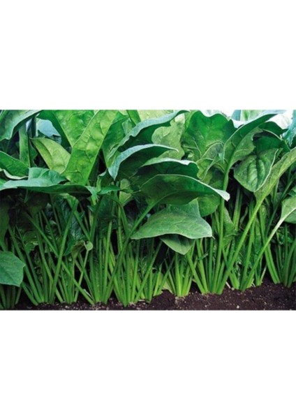 Ispanak Tohumu (300 Tohum) modelleri