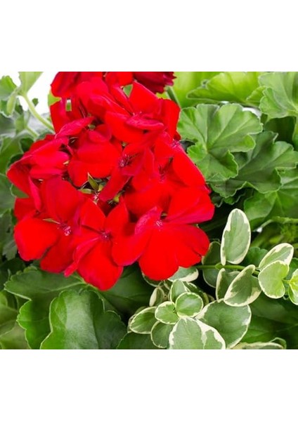 Sardunya Tohumu (Büyük Çiçek, Kokulu Yaprak) Kırmızı Renkli - 5 Tohum fiyatları