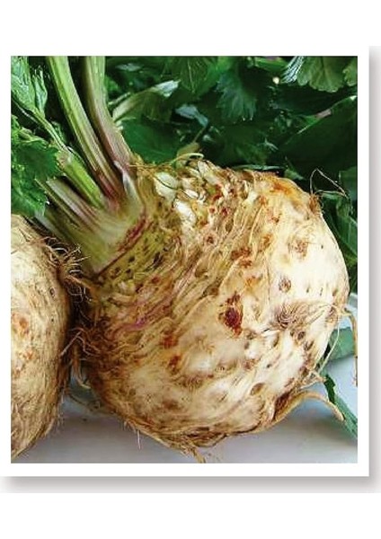 Tarım Ata Tohumu Yerli Kereviz Tohumu 2000 Adet Tohum