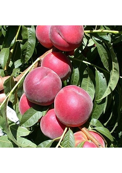 Tüplü Aşılı Tam Bodur Kendine Verimli Red Elegant Şeftali Fidanı