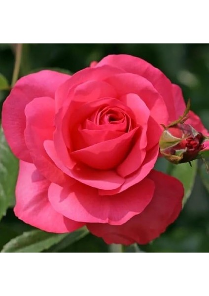 Tüplü Rosanna Pembe Renkli Yediveren Sarmaşık Gül Fidanı