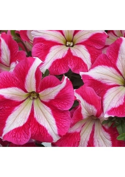 Petunya Çiçeği Tohumu (Iri Çiçekli Bodur) Gül Yıldız Renkli - 15 Tohum fiyatları