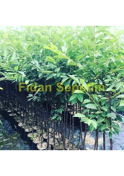 Sepetim 3 Yaş Kütahya Vişne Fidanı *yarı Bodur* fiyatları
