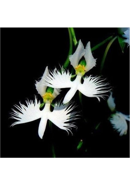 Look Nadir Japon Radiata Orkide Tohumu 5 Adet Tohum Çiçek Tohumu TH-8777963100094 fiyatları