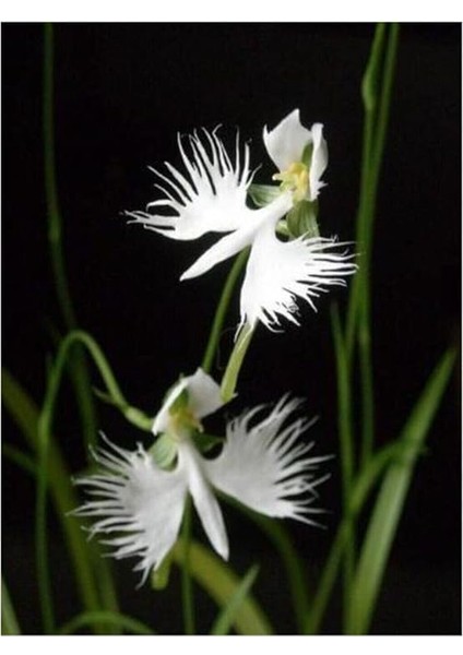 Look Nadir Japon Radiata Orkide Tohumu 5 Adet Tohum Çiçek Tohumu TH-8777963100094 fırsatları