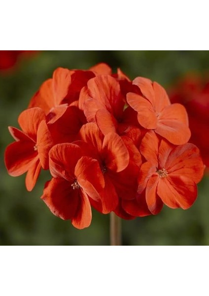 Sardunya Tohumu (Büyük Çiçek, Kokulu Yaprak) Turuncu Renkli - 5 Tohum modelleri