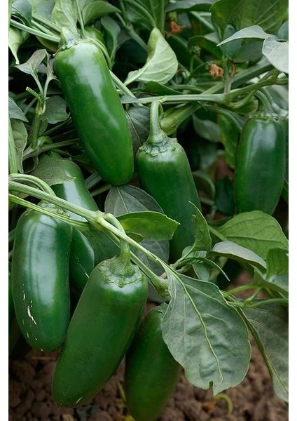 Jalapeno Biberi Tohumu 20+ Adet modelleri