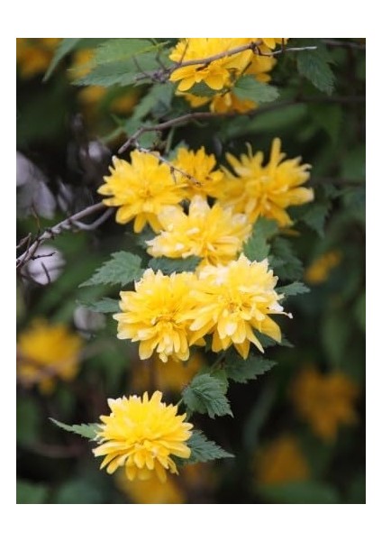 Yediveren Kanarya Gülü Fidanı Sarı Renk 60-80 cm Golden Guinea fırsatları