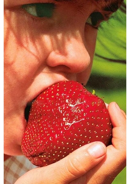 Dünyam Jumbo Dev Çilek Tohumu / 40 Adet Çilek Tohumu