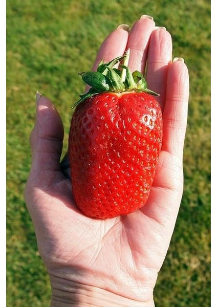 Dünyam Jumbo Dev Çilek Tohumu / 40 Adet Çilek Tohumu fiyatları