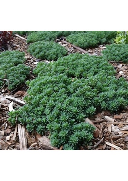 Sedum Tohumu (Iri Damarlı Yapraklar) Yeşil Renkli - 15 Tohum modelleri