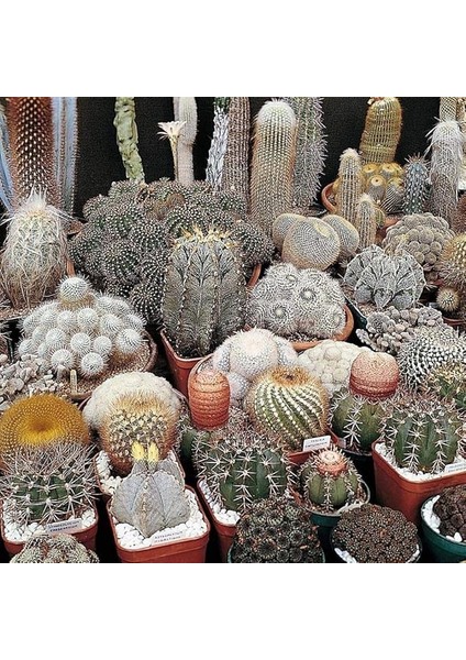 Karışık Kaktüs Bitkileri Çiçeği Tohumu (100 Tohum)