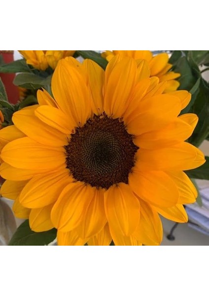 Süs Ayçiçeği Tohumu (Katlı Çiçek) Turuncu Siyah - 5 Tohum fiyatları