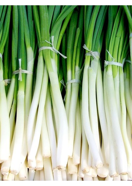 Garden Yerli Yeşil Soğan Tohumu Zümrüt 100 Ad. Tohum