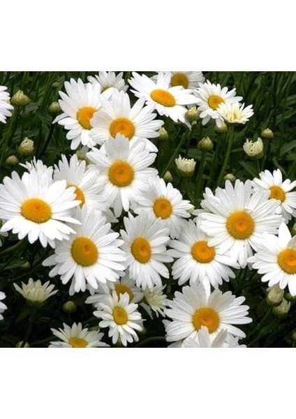 Beyaz Papatya Tohumu (Iri Çiçekli) - 25 Tohum fırsatları