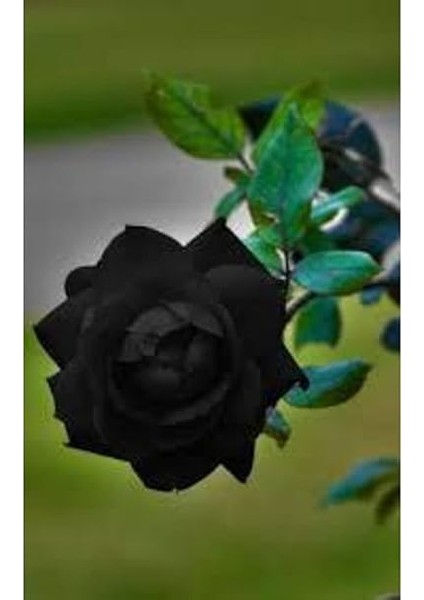 Look 5 Adet Tohum Nadir Siyah Gül Tohumu Kara Gül TH-BB23678932569 modelleri