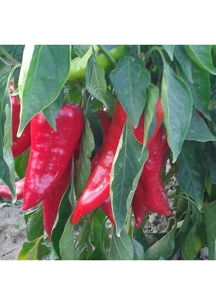 Salçalık Közlemelik Biber Fidesi (5 Adet) fiyatları