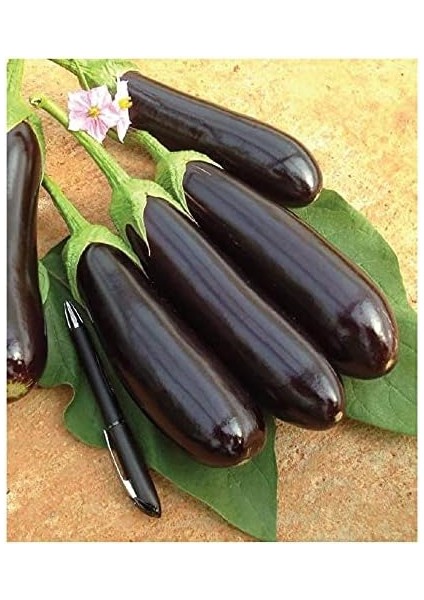 Tarım Ata Tohumu Yöresel Patlıcan Aydın Siyahı 100 Adet Tohum