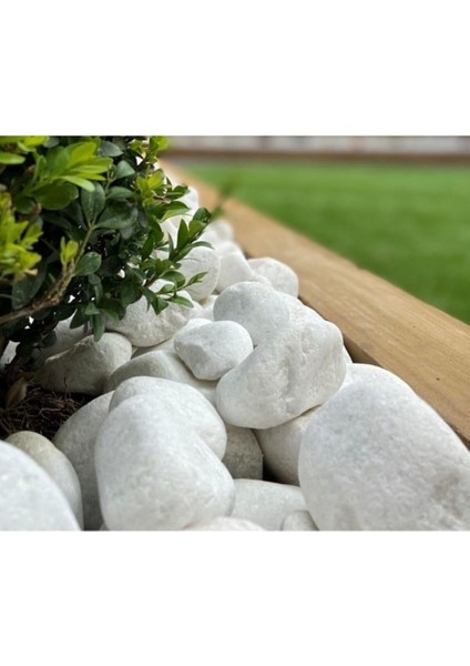 Dolomit Taş 10 kg 6-10 cm Beyaz Dolomit Taş Saksı Dibi Dekoratif Taş Bahçe Süsleme Taşı Peyzaj Taşı