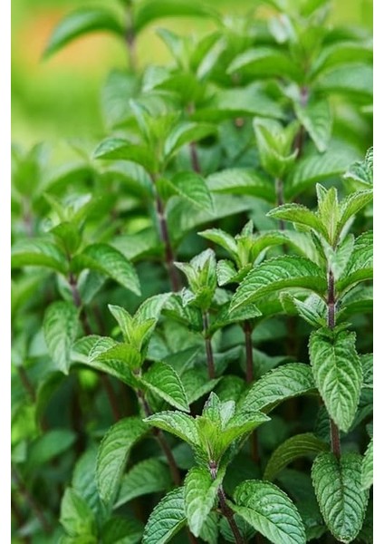 Yediveren Nane Tohumu 100 Adet Tohum modelleri