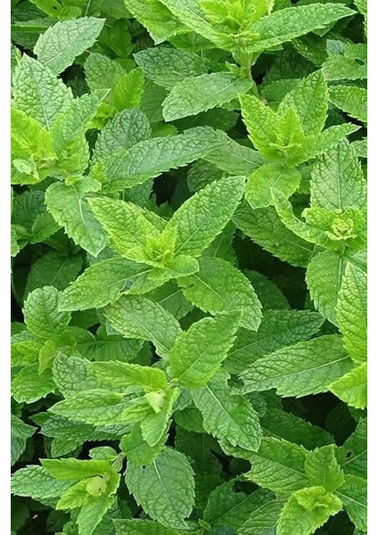 Yediveren Nane Tohumu 100 Adet Tohum fırsatları