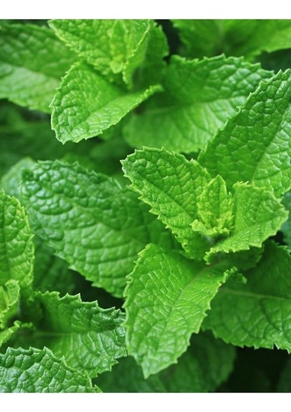 Tarım Ata Tohumu Yerli Anadolu Nanesi 0.1 Gram Tohum