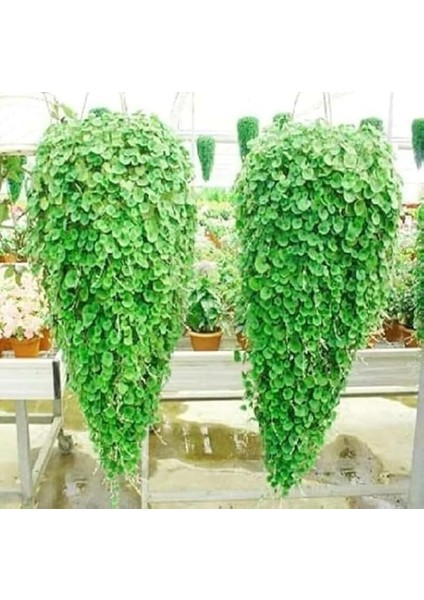 Fare Kulağı Çiçeği Tohumu 100 Adet Tohum