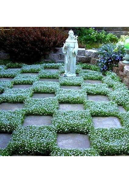 Fare Kulağı Çiçeği Tohumu 100 Adet Tohum fiyatları