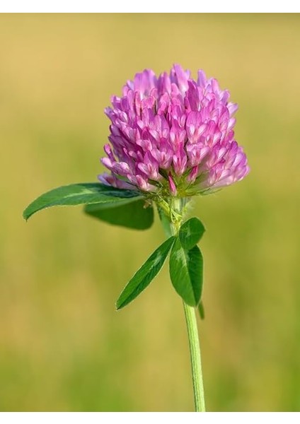Üçgül Çiçeği Çayır Üçgülü Tohumu 100 Adet Tohum fiyatları