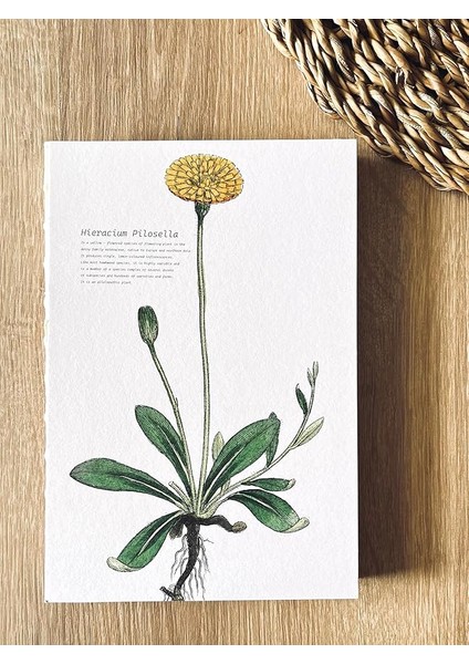 Tanıtım Özel Tasarım Kapaklı A5 Çizgisiz Not Defteri - 180 Derece Açılabilir, Sırtı DIKIŞLI,%100 El Işçiliği, Ofis Için Ideal, Planlayıcı (Hieracium Pilosella Kapak Tasarımı)
