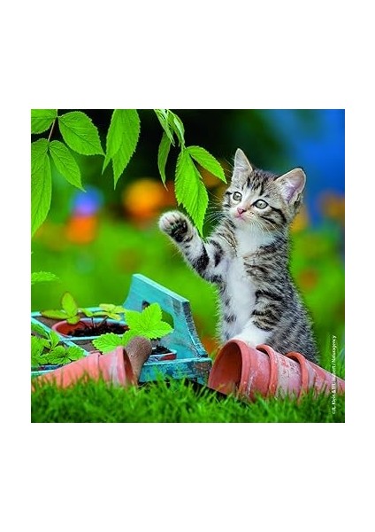- 3 x 49 Parça Puzzle Tiger Babies (80465) fırsatları