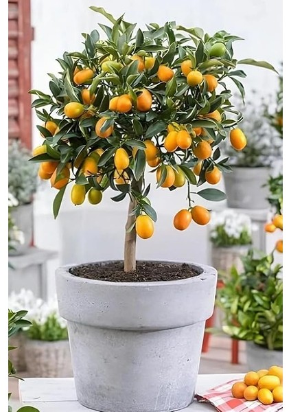 Için (Complex-1lt ve Bor-8 1lt) Organik Sıvı Gübre-Meyve Sayısı, Kalite ve Verim Artar. modelleri