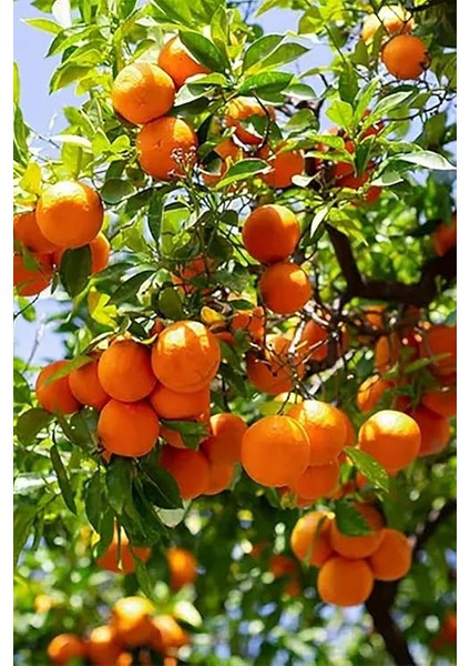 Için (Complex-1lt ve Bor-8 1lt) Organik Sıvı Gübre-Meyve Sayısı, Kalite ve Verim Artar. fırsatları