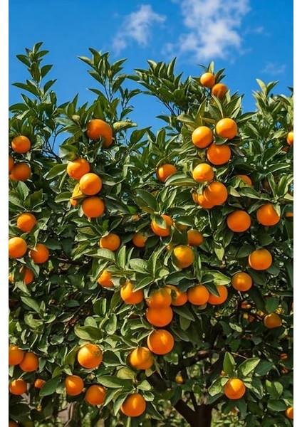 Için (Complex-1lt ve Bor-8 1lt) Organik Sıvı Gübre-Meyve Sayısı, Kalite ve Verim Artar. indirimleri