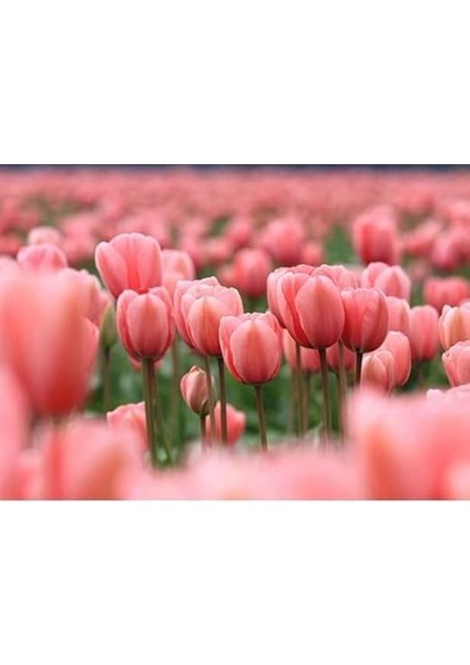 Hollanda'dan Ithal Rengarenk Lale Soğanı 5 Adet fırsatları