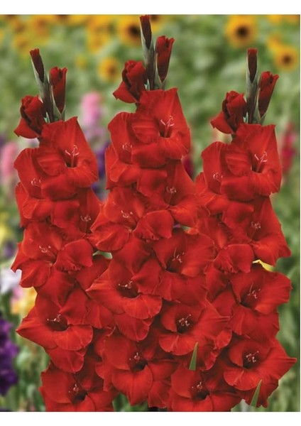 Kırmızı Glayöl Soğanı 5 Adet