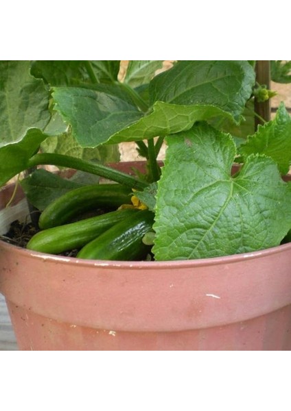 Bol Dökümlü Leziz Oturak Salatalık (Hıyar) Fidesi (5 Adet)