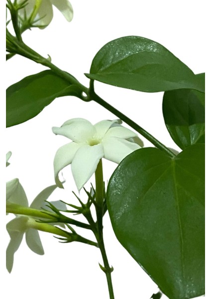 Ful Yasemin Çiçeği Fidanı 10-20 cm