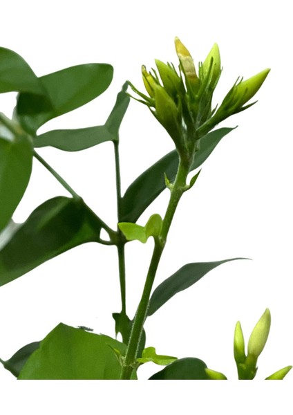 Ful Yasemin Çiçeği Fidanı 10-20 cm modelleri