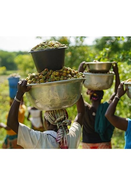 Shea Yağı (100ML) fırsatları