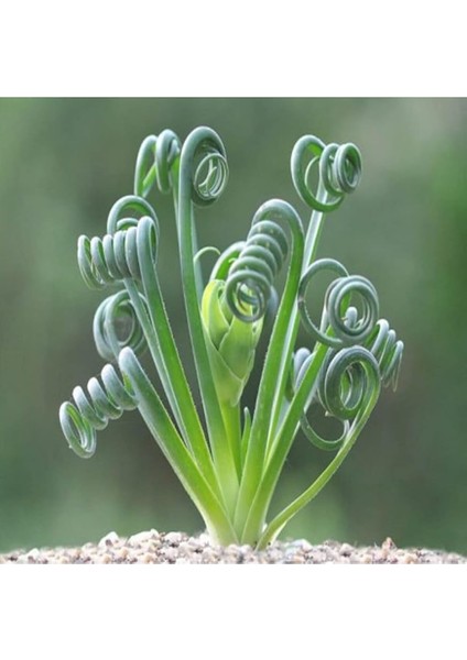 Look Albuca Spiralis Sukulent Tohumu TH-9154684654844