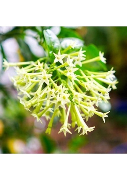 Dünyam Kokulu Melisa Çiçeği Tohumu 10 Adet