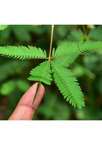 Küstüm Çiçeği Tohumu